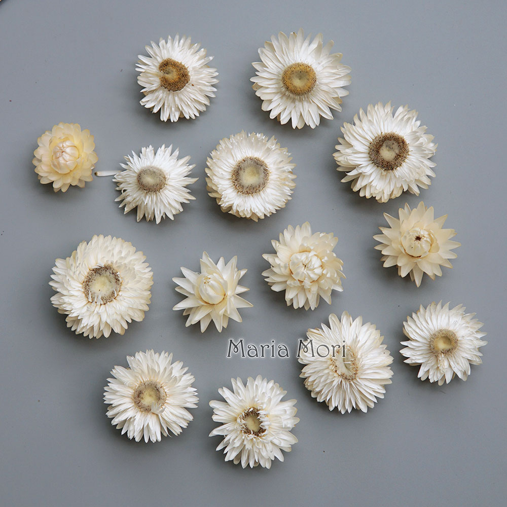 Doğal kurutulmuş renkli krizan - Candle Making Products incelemesi ve fiyatı