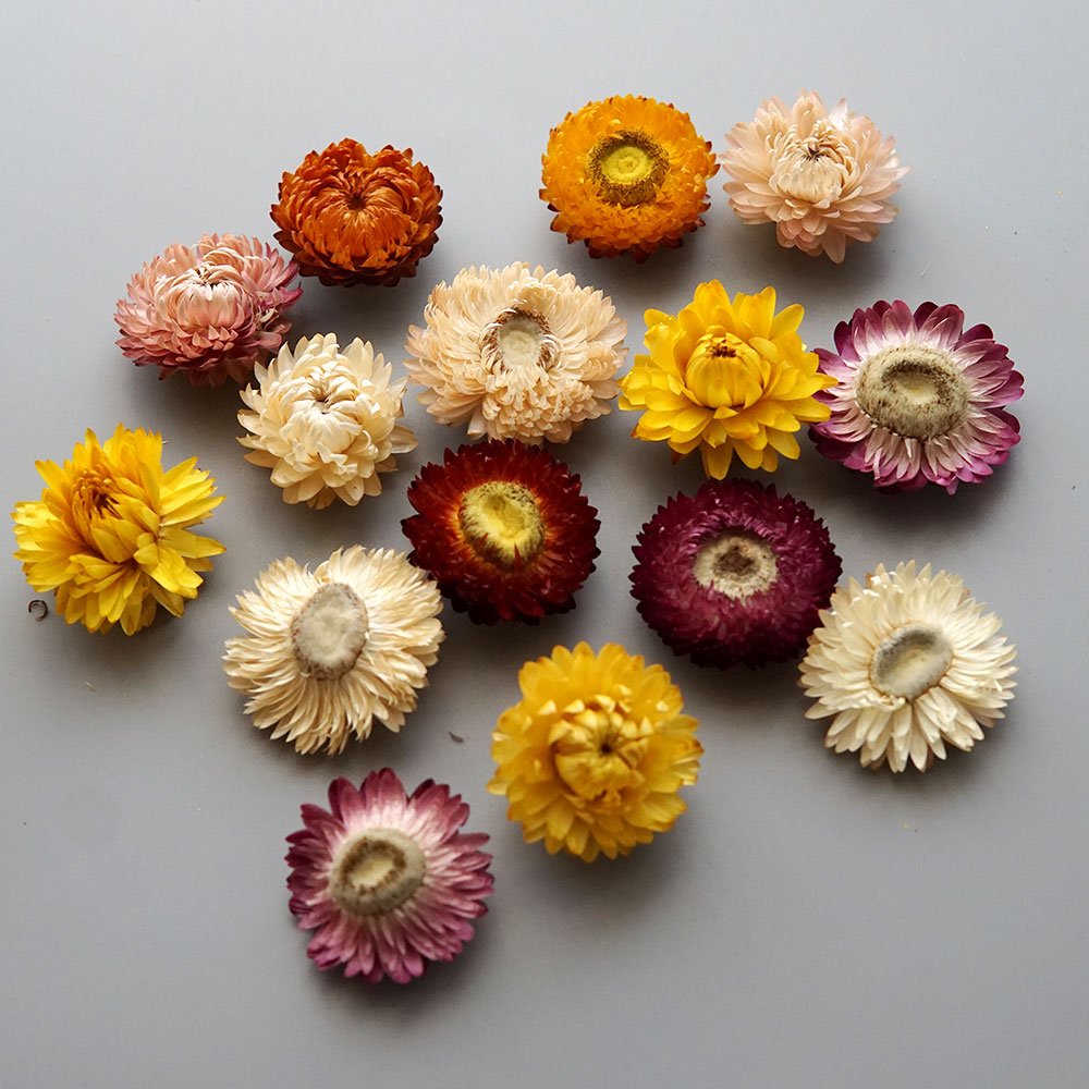 Doğal kurutulmuş renkli krizan - Candle Making Products incelemesi ve fiyatı