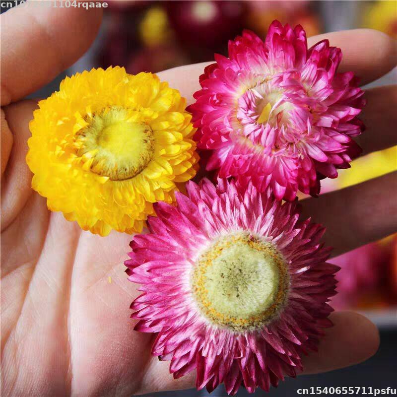 %100 Doğal Kurutulmuş Çiçekler - Candle Making Material Wholesale incelemesi ve fiyatı